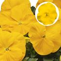 Bild von Viola P9 Grootbloemig Yellow